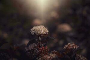 lila Blume auf das Ranke im Sommer- warm Abend Sonne foto