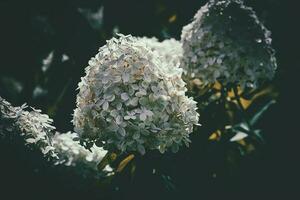 Weiß groß Hortensie im ein Sommer- Garten unter Grün Blätter foto