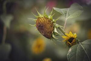 Sommer- reif Sonnenblume wachsend im ein Zuhause Garten unter Grün Blätter foto