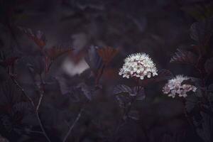 lila Blume auf das Ranke im Sommer- warm Abend Sonne foto