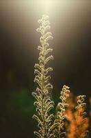 wild Wiese Pflanze beleuchtet durch das warm Strahlen von das Sommer- Abend Sonne foto