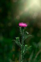 Sommer- lila Distel Blume unter Grün im ein wild Wiese, foto