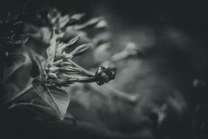 Sommer- wenig lila Blume im das Garten unter Grün Blätter draußen foto