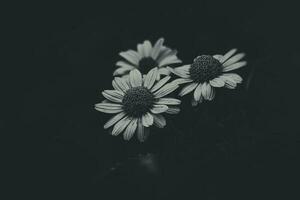 Sommer- Gelb Blumen wachsend im das Garten auf Grün Hintergrund foto