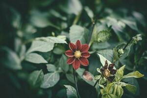 lila Blume wachsend im das Sommer- Grün Garten im Nahansicht foto