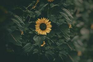 Gelb Sonnenblume Blume auf ein Hintergrund von Grün Blätter im das Sommer- Garten foto