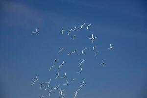 ein Herde von Weiß fliegend Tauben fliegend gegen Sommer- Blau Himmel mit Weiß Wolken foto