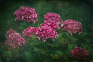 zart Sommer- Hortensie Blumen auf ein Grün Hintergrund im das Garten foto