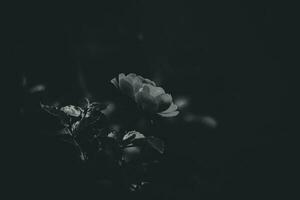 zart Sommer- Rose, Blühen im das warm Sonne im das Garten foto