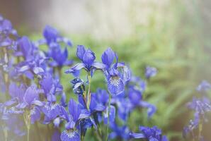 klein zart Blau Blumen Iris im das Sommer- Garten beleuchtet durch das warm Sonne foto