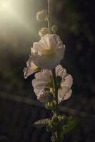 Sommer- Malve Blume im das Garten im das warm Abend Sonne foto