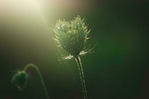 zart wild Weiß Wiese Blume zündete durch warm Abend Sommer- Sonne auf ein Ruhe Hintergrund foto