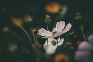 wenig Sommer- Blumen wachsend im das Garten unter Grün Laub Hintergrund auf ein warm Tag foto