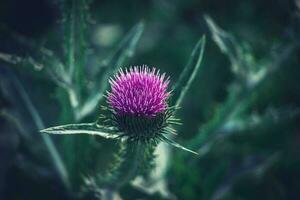 Sommer- lila Distel Blume unter Grün im ein wild Wiese, foto