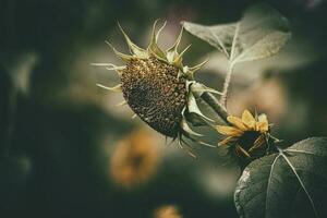 Sommer- reif Sonnenblume wachsend im ein Zuhause Garten unter Grün Blätter foto