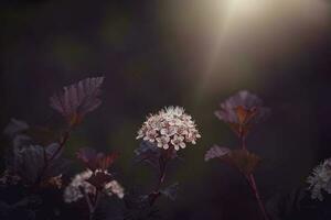 lila Blume auf das Ranke im Sommer- warm Abend Sonne foto