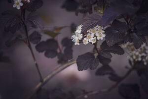 lila Blume auf das Ranke im Sommer- warm Abend Sonne foto