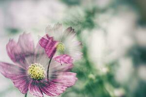 wenig Sommer- Blumen wachsend im das Garten unter Grün Laub Hintergrund auf ein warm Tag foto