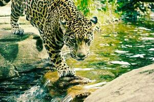 das Leopard ist Gehen auf das Wasser zu Fang das Beute foto