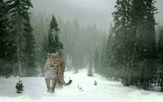 das Tiger von das Schnee Wald sind sehr schön zu aussehen beim foto