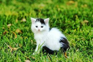 das Baby Katze sitzt im das Feld. Baby Katzen sind sehr schön zu aussehen beim foto