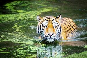 das Tiger ist Kreuzung das Fluss sehr langsam foto