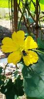 kostenlos Luffa Blume, Hintergrund, Schönheit Blume, Schönheit Natur foto