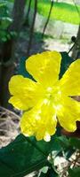 kostenlos Luffa Blume, Hintergrund, Schönheit Blume, Schönheit Natur foto