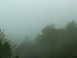 nebelig Wald Landschaft. gespenstisch Berg Wald Natur thematisch Hintergrund mit Nebel Stimmung. foto