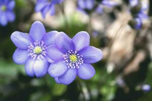 Nahansicht Bild von zuerst Frühling Blumen zwei Blüten sind suchen Gerade in das Kamera mit Andere verschwommen auf das Hintergrund foto