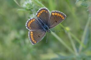 klein braun Lycaenidae Schmetterling mit geöffnet Flügel foto