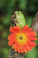 Makro Bühne von Frosch und Orange Blume foto