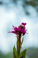 Hahn ist Kamm Blume im das Garten. foto