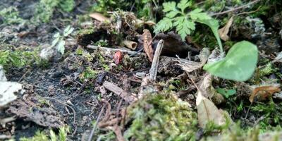 Grün Moos auf das Boden. alt Baum und jung Gras. Frühling Natur. foto