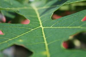 selektiv Fokus von ein Grün Papaya Blatt zeigt an das Vorlesung foto