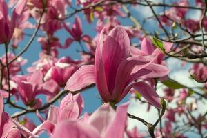 sanft Rosa Magnolie Soulangeana Blume auf ein Zweig Blühen gegen klar Blau Himmel beim Frühling, schließen oben foto