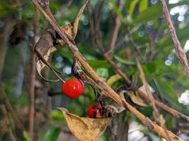 ein schließen oben von Adenanthera pavonine Obst foto