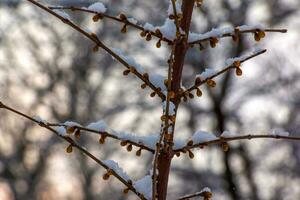 Geäst und Gelb Knospen von Chimonanthus sind bedeckt mit Schnee im Winter. das Latein Name zum das Pflanze ist Chimonanthus salicifolius. foto