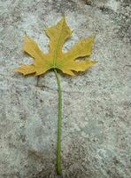 ein Gelb ahornartig Blatt zeigt an ein alt Blatt foto