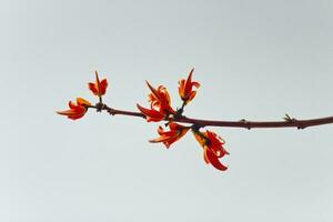 Polen Blume im voll blühen foto