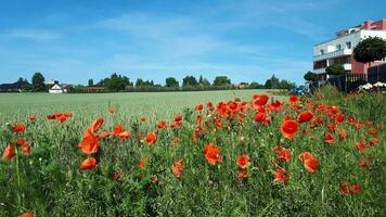 Land Landschaft. Mohn Feld mit rot Mohnblumen auf das Hintergrund von Dorf Häuser. foto