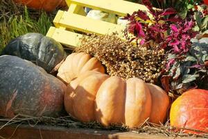 Kürbisse und Herbst Blumen auf ein Heuhaufen. Ernte Zeit auf ein Bauernhof. fallen Messe von frisch organisch Gemüse. festlich Dekor im Garten. Landwirtschaft Markt. ländlich Szene. Vegetarier und vegan Essen Tag. foto