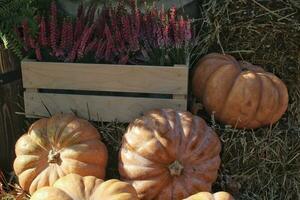 Kürbisse und Herbst Blumen auf ein Heuhaufen. Ernte Zeit auf ein Bauernhof. fallen Messe von frisch organisch Gemüse. festlich Dekor im Garten. Landwirtschaft Markt. ländlich Szene. Vegetarier und vegan Essen Tag. foto