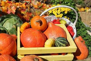 Kürbisse und Herbst Blumen auf ein Heuhaufen. Ernte Zeit auf ein Bauernhof. fallen Messe von frisch organisch Gemüse. festlich Dekor im Garten. Landwirtschaft Markt. ländlich Szene. Vegetarier und vegan Essen Tag. foto