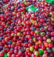 schließen oben von frisch rot roh Beere Kaffee Bohnen und Kaffee Blätter foto