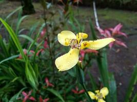 schließen oben von trimezia Blume mit Regentropfen auf es foto