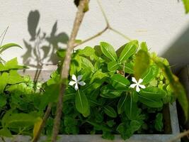 schön Weiß Catharanthus Roseus im sonnig Schatten. foto