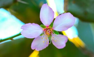 Mandel Blume schließen oben foto