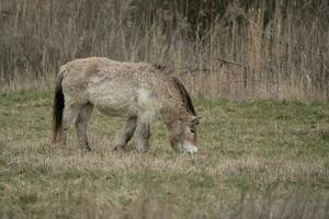 Przewalskis Pferd Essen Gras im das wild foto