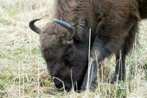 Nahansicht von europäisch Bison Essen Frühstück im ein National Park foto